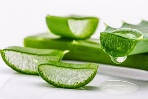 aloe pentru tratamentul prostatitei
